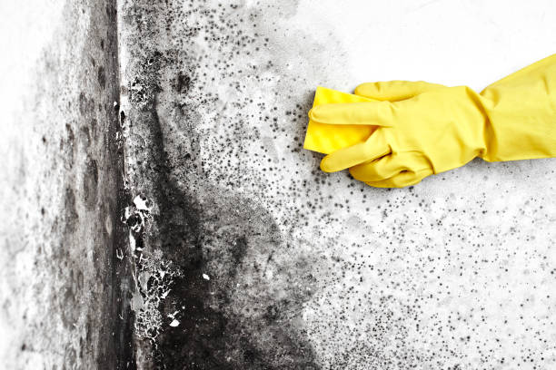 Best DIY Mold Remediation Support Services in Antioch, IL