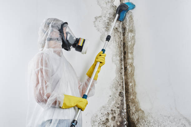 Best White Mold Remediation in Antioch, IL
