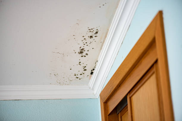 Best Residential Mold Remediation in Antioch, IL