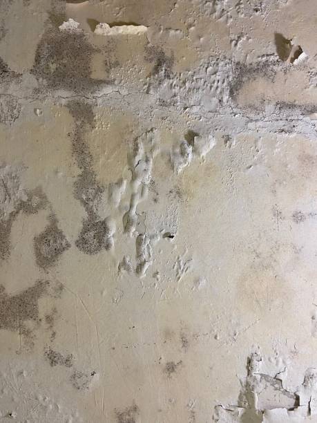 Best Mold Testing and Inspection Services in Antioch, IL