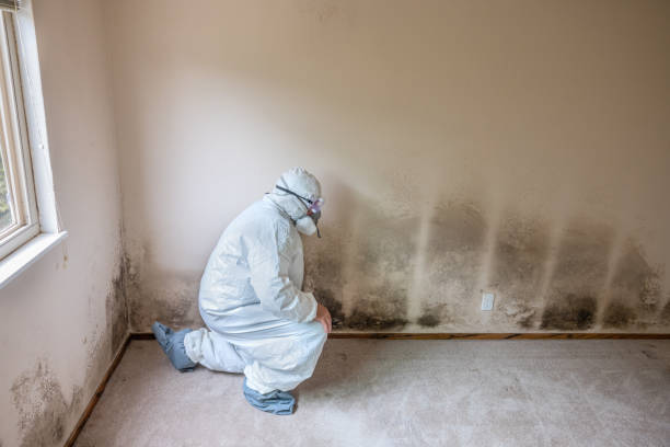 Professional Mold Remediation in Antioch, IL