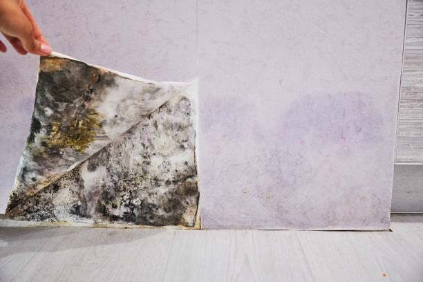 Best Post-Flood Mold Remediation in Antioch, IL